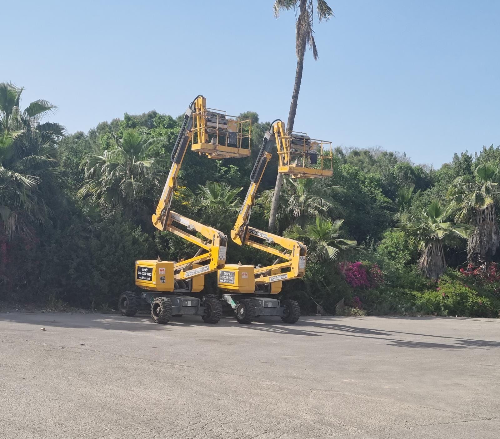 שתי במות הרמה צהובות חונות על כביש אספלט מול צמחייה ירוקה ועץ דקל.